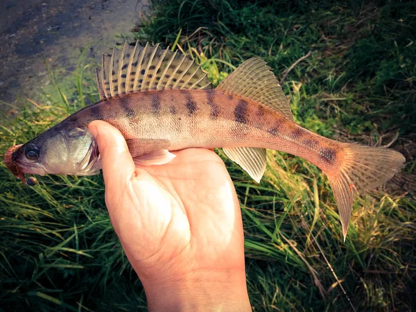 Pescato pesce in una mano su un lago — Foto Stock