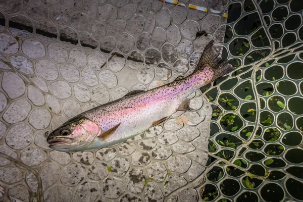 Trout fishing on the lake — Stock Photo, Image