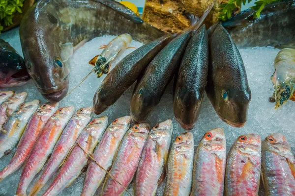 Fisch auf Eis in einem Fischrestaurant — Stockfoto