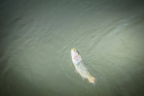 Pêche à la truite sur le lac — Photo