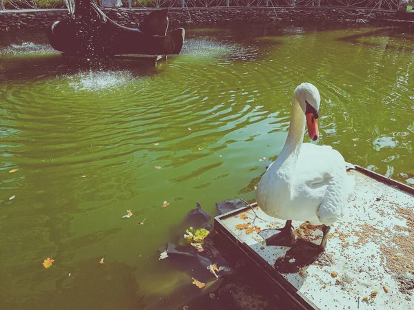 Weißer Schwan auf einem Teich — Stockfoto