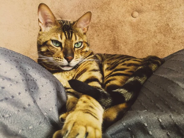 Hermoso gato bengalí con grandes ojos — Foto de Stock