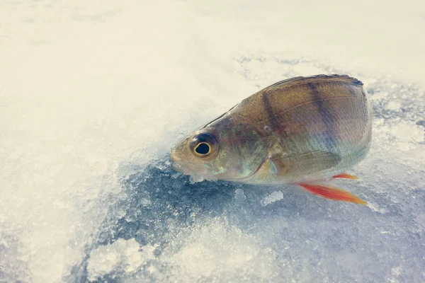 Buz Gelen Kış Balıkçılık — Stok fotoğraf