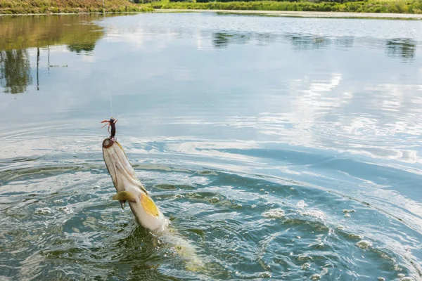 Pike rybaření na jezeře — Stock fotografie