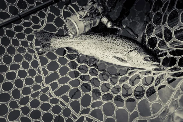 Öring fiske på sjön — Stockfoto