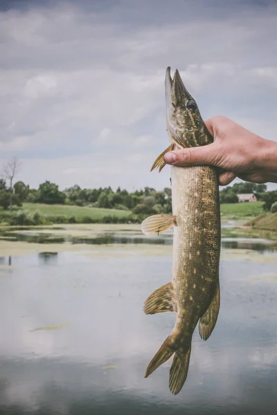 Pesca de lucio en el lago — Foto de Stock