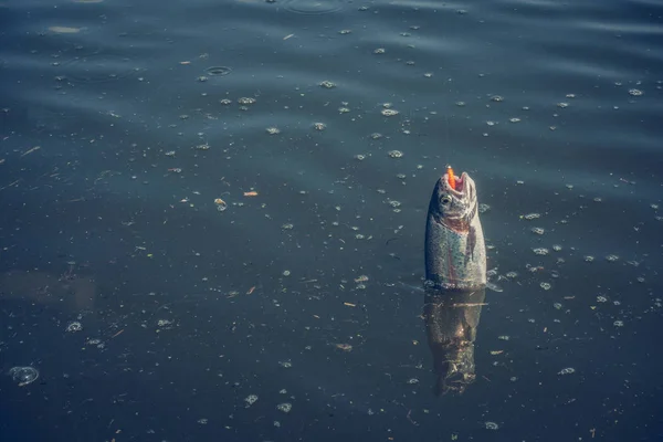 Pesca Lúcio Lago — Fotografia de Stock