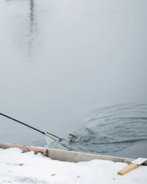 Forel vissen op het meer — Stockfoto