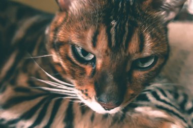 Bengal'in sevimli kedisi