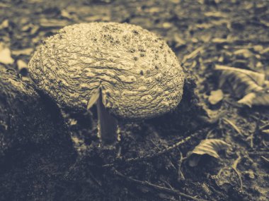 yenilebilir sinek agarik