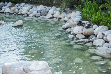 Kıyıdaki güzel hamak