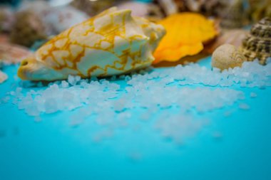 Arka plan mavi bir arka plan üzerinde deniz kabukları