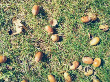 çim üzerinde meşe palamudu