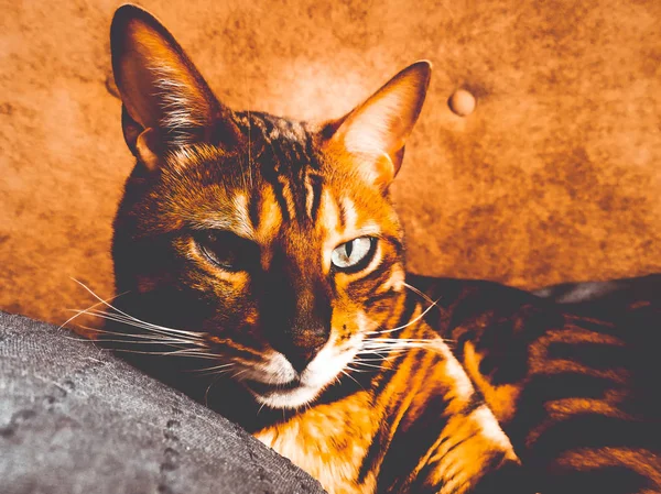 Hermoso gato bengalí con grandes ojos — Foto de Stock