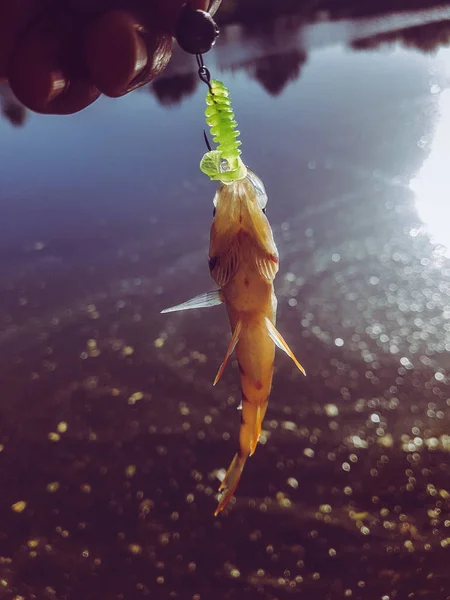 Zander Balıkçılık Nehri Üzerinde — Stok fotoğraf