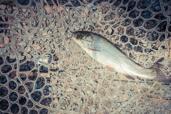 Área Pesca Truta Perto — Fotografia de Stock