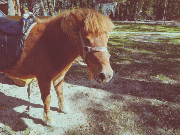 Poney sur la pelouse en été — Photo