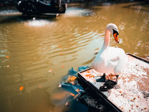 Cigno bianco su uno stagno — Foto Stock