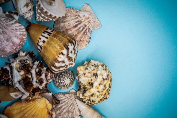 Seashells on a blue background — Stock Photo, Image