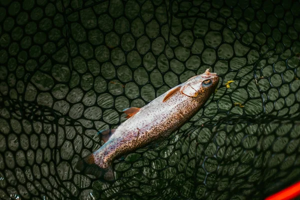 Trout fishing on the lake — Stock Photo, Image