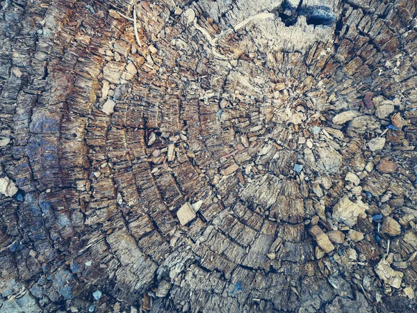 Old stump top view — Stock Photo, Image