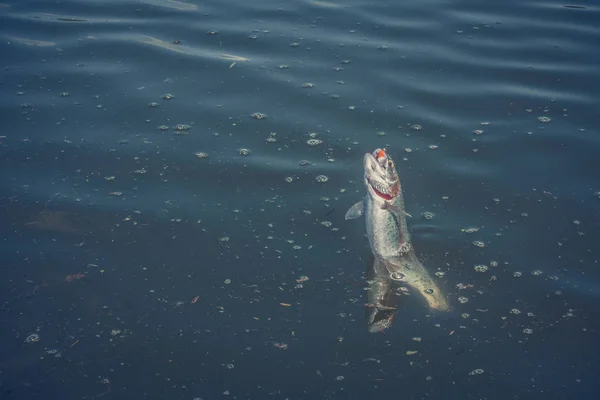 Pesca del luccio sul lago — Foto Stock