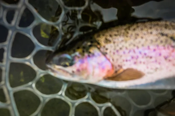 Area Fishing Trout Close — Stock Photo, Image