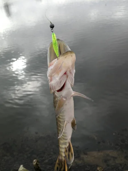 Pesca Lucio Lago — Foto de Stock