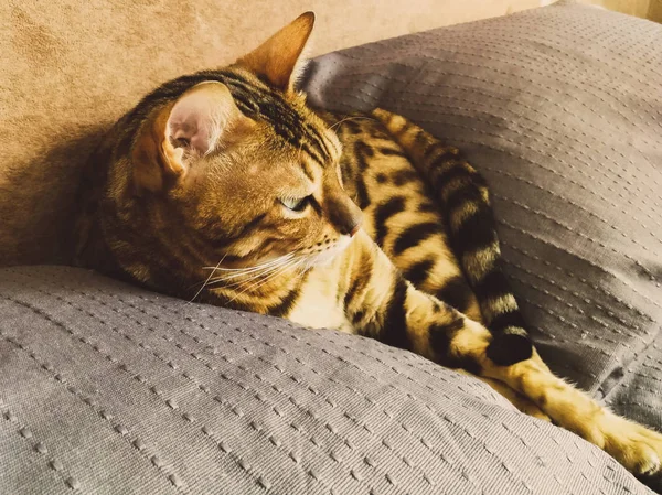 Hermoso gato bengalí con grandes ojos — Foto de Stock