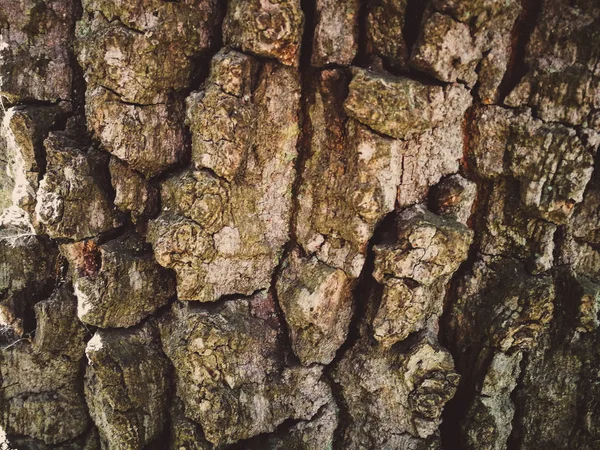 Кора дерева близько — стокове фото