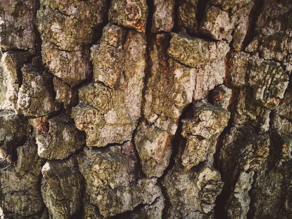 Casca da árvore fechar — Fotografia de Stock