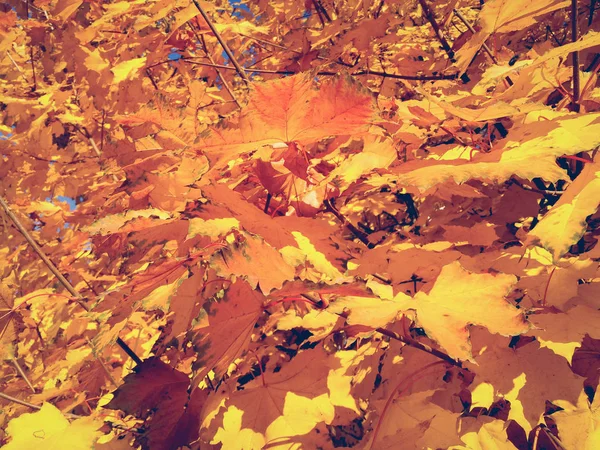 美しい黄色のカエデ。秋 — ストック写真