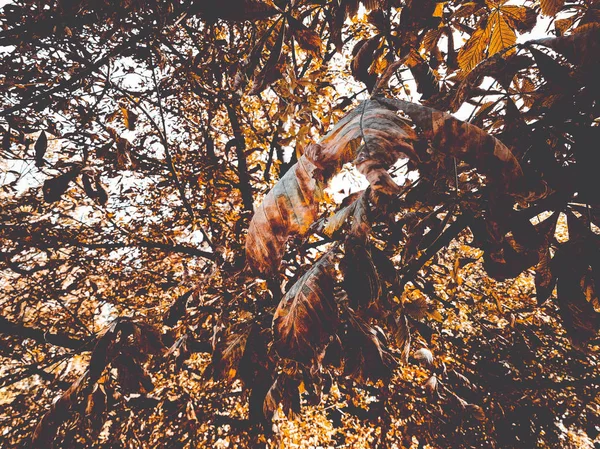 kestane yaprakları sararma