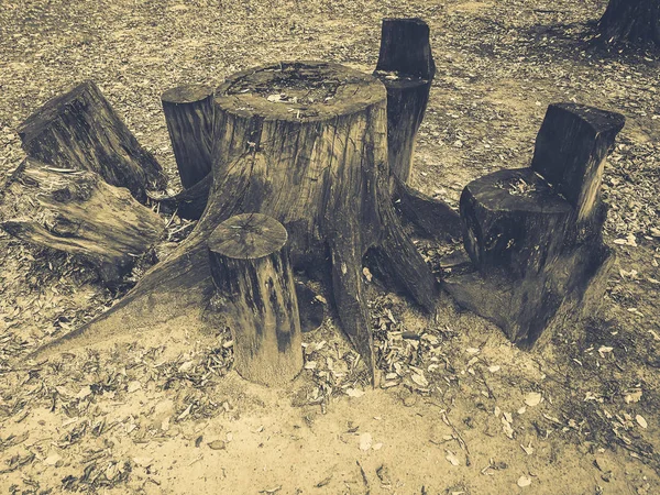 Duży Stary Stump Lesie — Zdjęcie stockowe