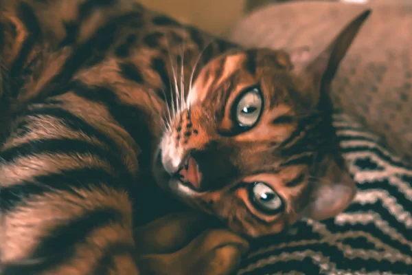 Gato Bonito Bengala — Fotografia de Stock