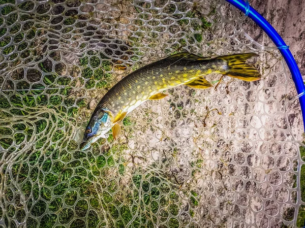 Pesca sul lago — Foto Stock