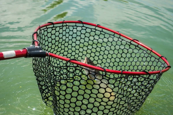 Łowienie pstrągów na jeziorze — Zdjęcie stockowe