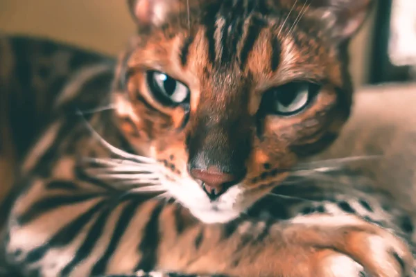 Lindo Gato Bengala — Foto de Stock