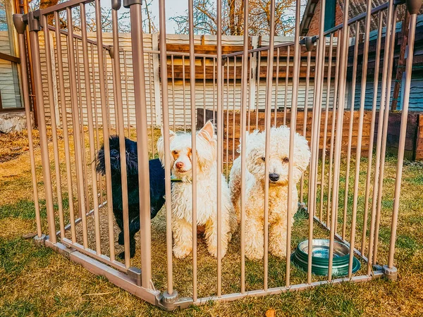 Trzy psy w klatce — Zdjęcie stockowe