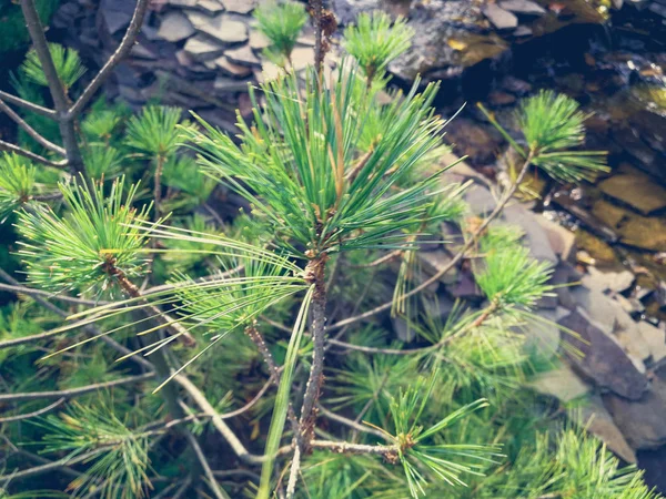 Un ramo di pino su un albero — Foto Stock