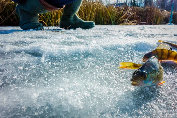 氷から冬の釣り — ストック写真