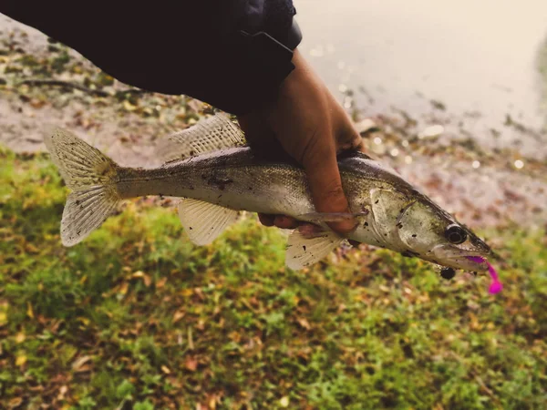 Caught fish in fisherman's hands — Stock Photo, Image