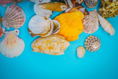 Mavi arka planda deniz kabukları