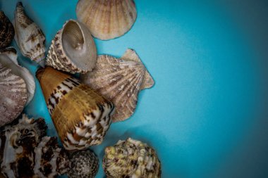 Arka plan mavi bir arka plan üzerinde deniz kabukları