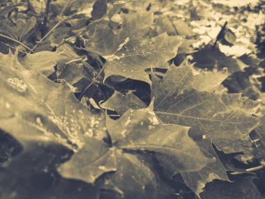 yeşil akçaağaç arka plan bırakır