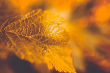 Yeşil yaprak, kapat