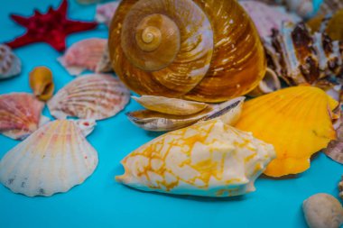 Arka plan mavi bir arka plan üzerinde deniz kabukları
