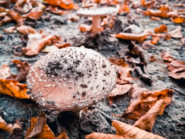 Edible fly agaric — Stock Photo, Image