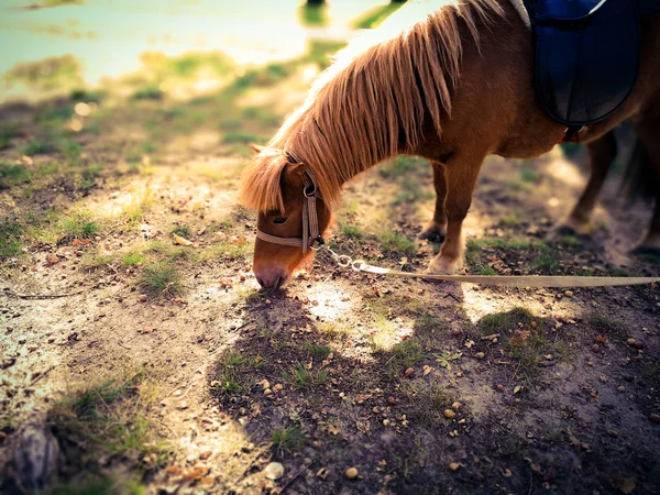 Pony en el césped en verano — Foto de Stock