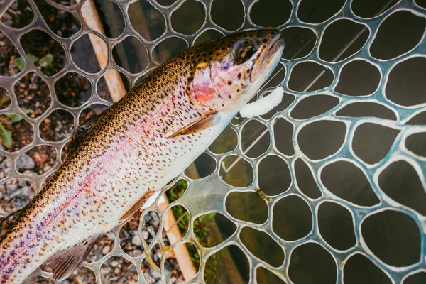 Trout fishing on the lake — Stock Photo, Image